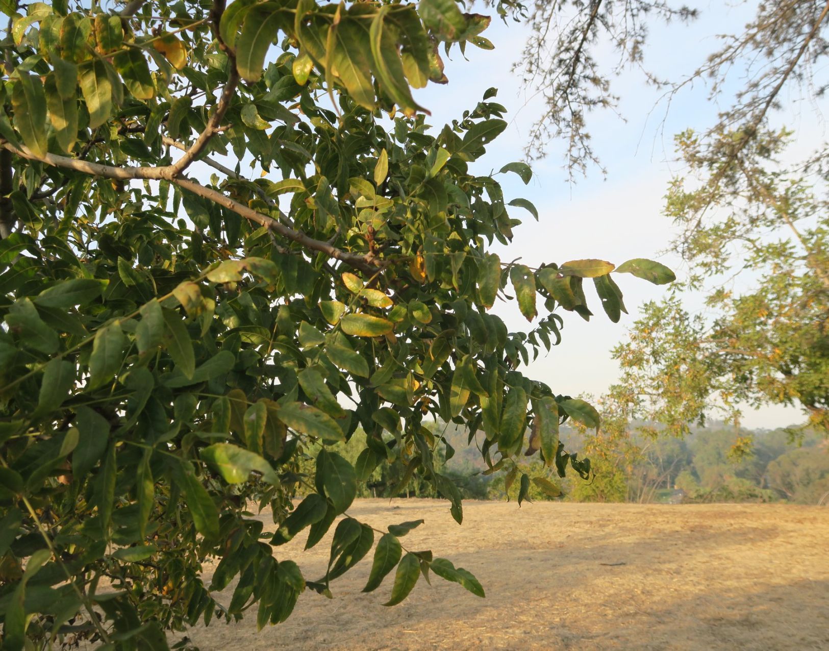 Black Walnut Trees Elysian Park Jesus Sanchez 11-3-2019 5-17-16 PM.JPG